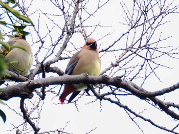 Japanese Waxwing Higashitakane Forest park Sun, 3/5/2023