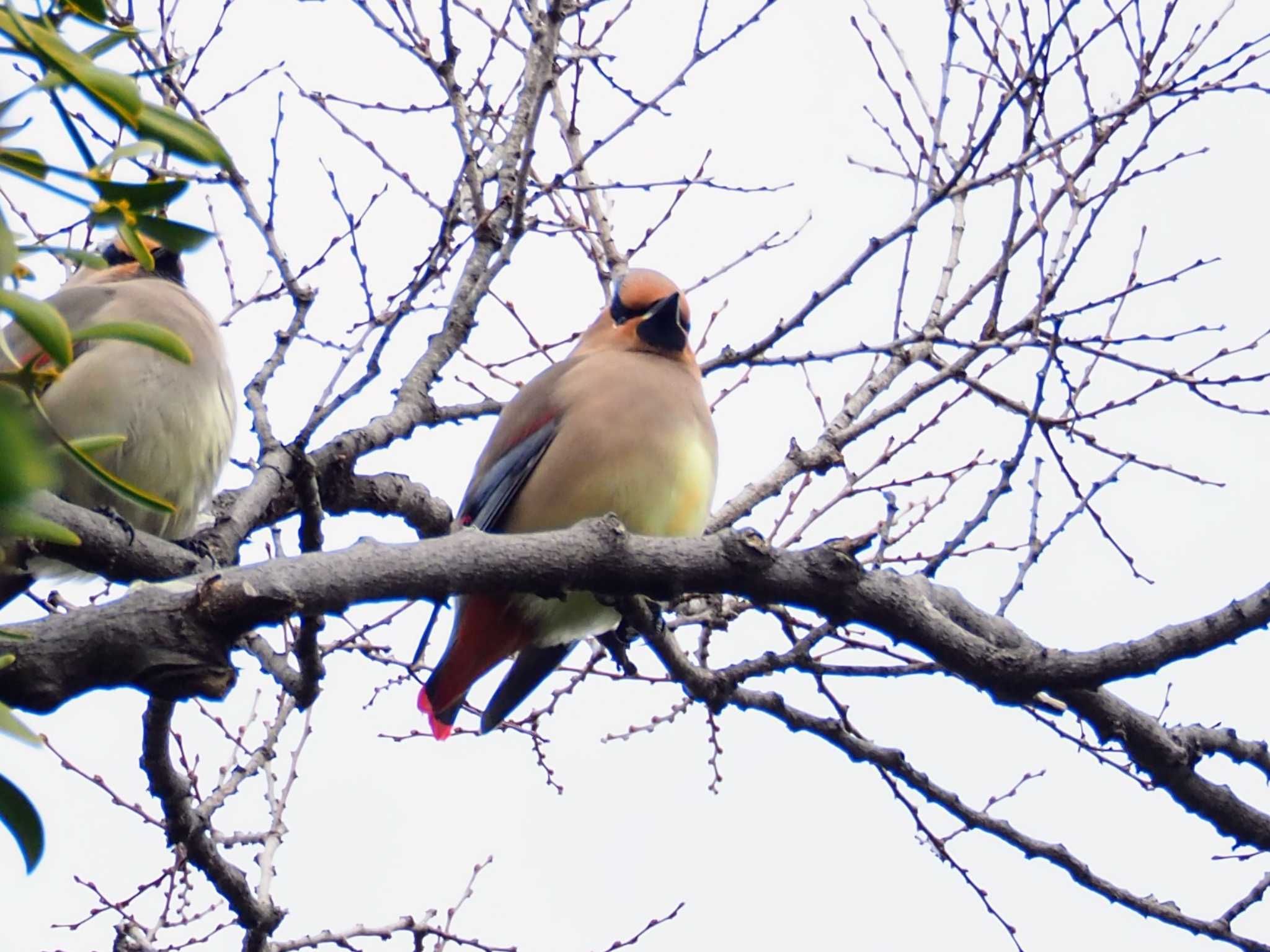 Photo of Japanese Waxwing at Higashitakane Forest park by とろろ