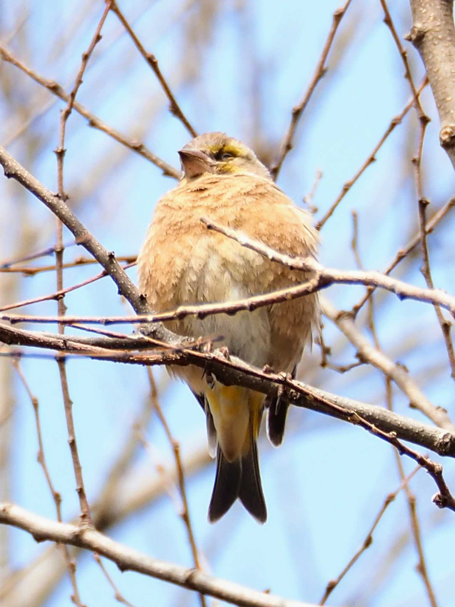 Photo of Grey-capped Greenfinch at Higashitakane Forest park by とろろ