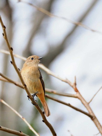 Daurian Redstart Higashitakane Forest park Sun, 3/5/2023