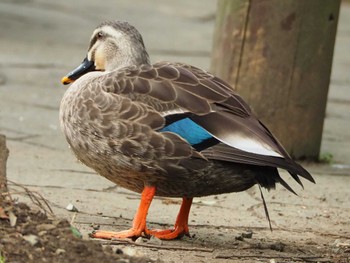 Eastern Spot-billed Duck Higashitakane Forest park Sun, 3/5/2023