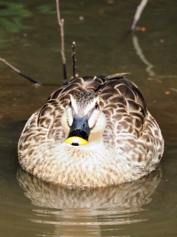 Eastern Spot-billed Duck Higashitakane Forest park Sun, 3/5/2023