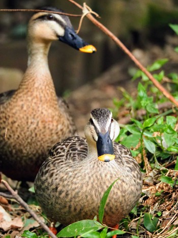 Eastern Spot-billed Duck Higashitakane Forest park Sun, 3/5/2023