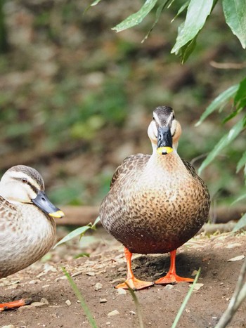 Eastern Spot-billed Duck Higashitakane Forest park Sun, 3/5/2023