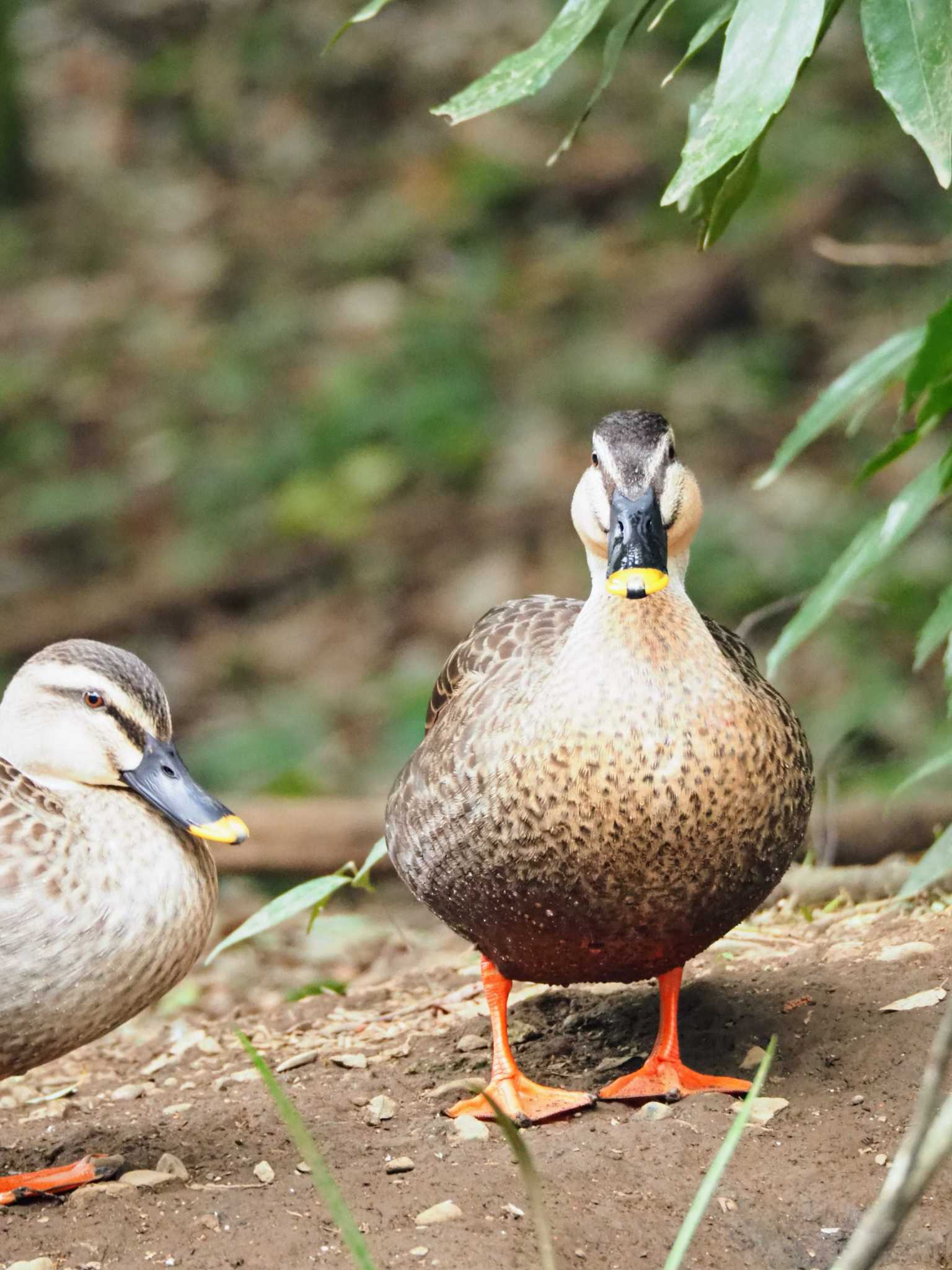 Eastern Spot-billed Duck