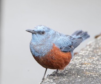 2023年3月5日(日) 丹沢湖・世附川の野鳥観察記録