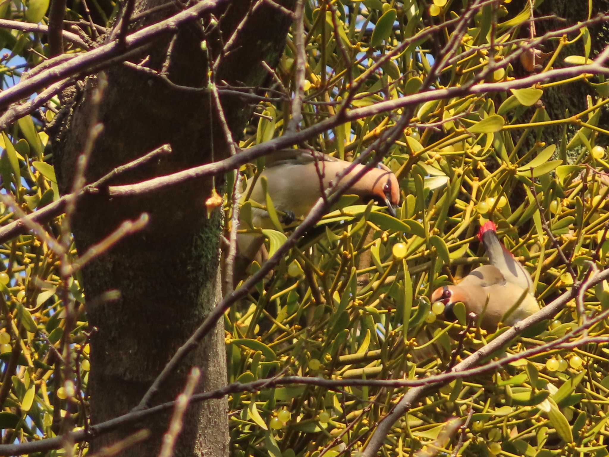 Japanese Waxwing