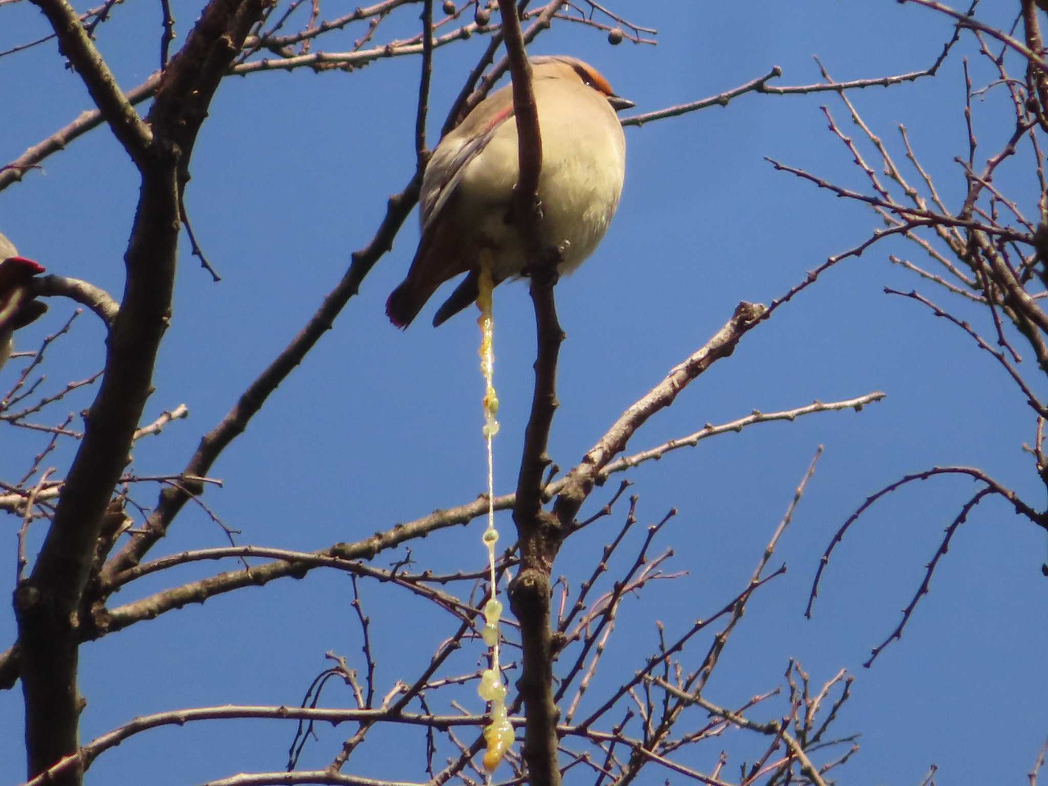 Japanese Waxwing