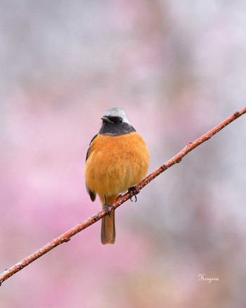 ジョウビタキ 茅ヶ崎公園 2023年3月5日(日)