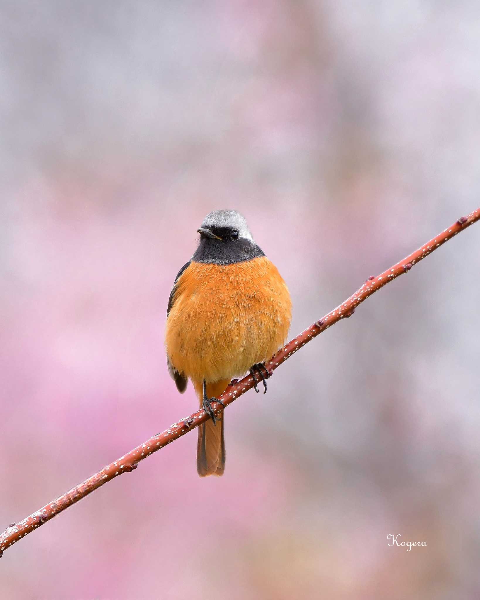 桜の木は好きだよ