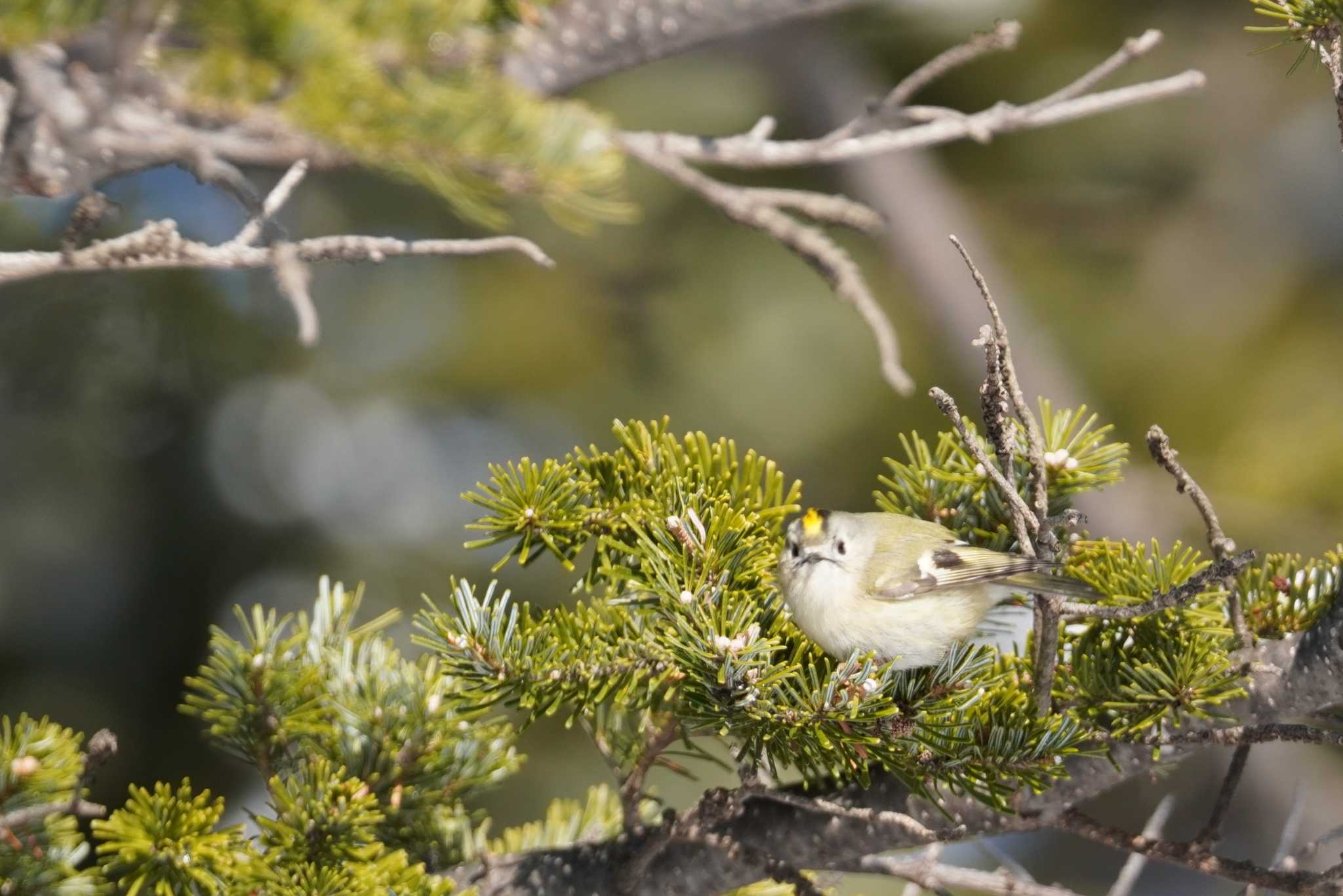 真駒内公園 キクイタダキの写真