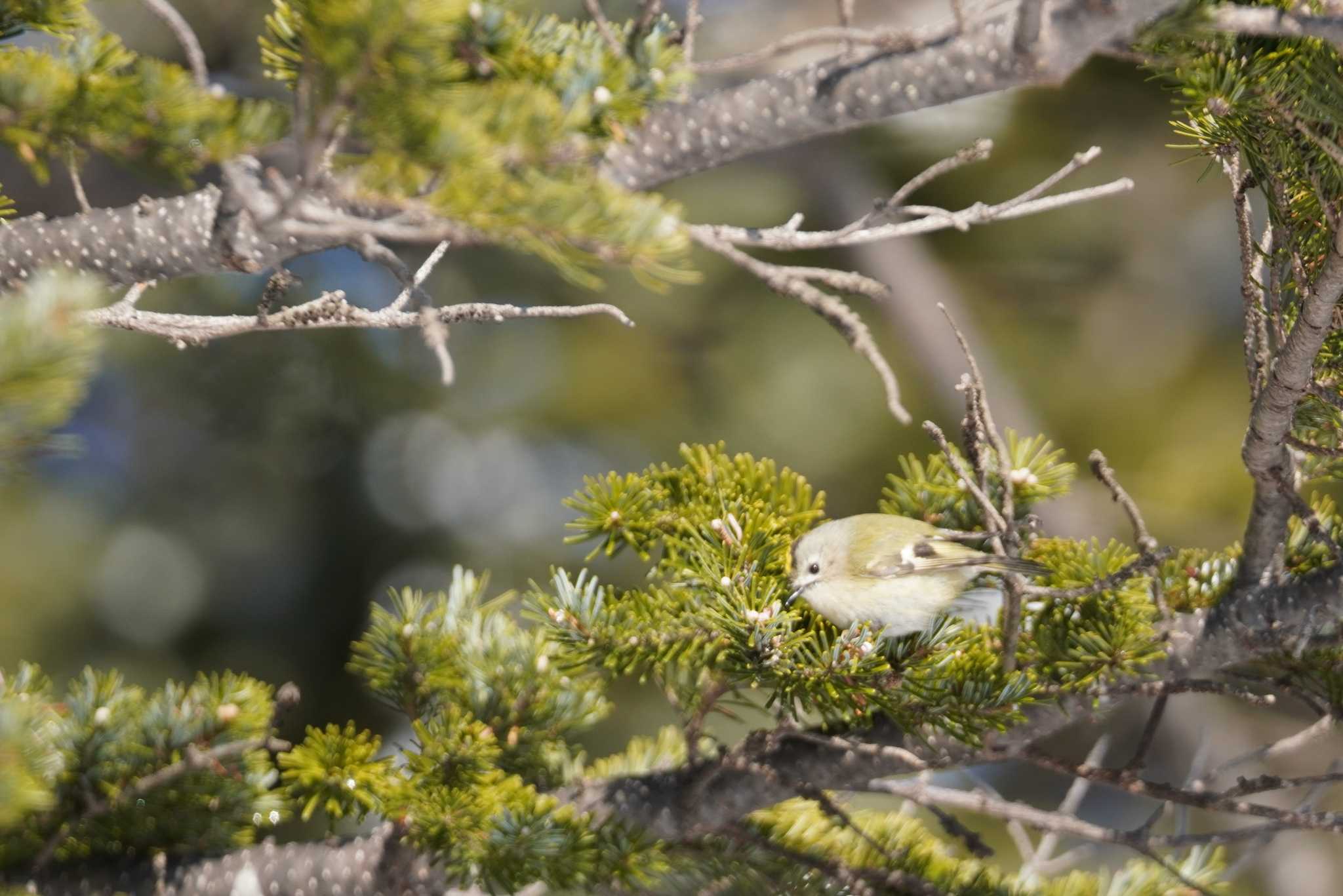 真駒内公園 キクイタダキの写真