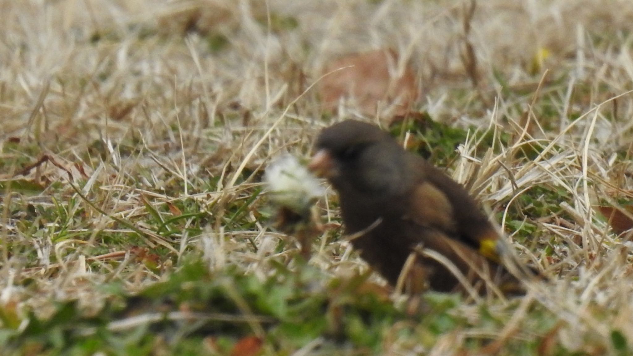 野島公園 カワラヒワの写真