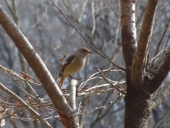 Daurian Redstart ぐんまこどもの国 Sun, 3/5/2023