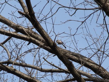 Long-tailed Tit ぐんまこどもの国 Sun, 3/5/2023