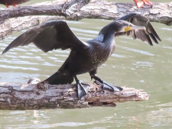 Great Cormorant ぐんまこどもの国 Sun, 3/5/2023