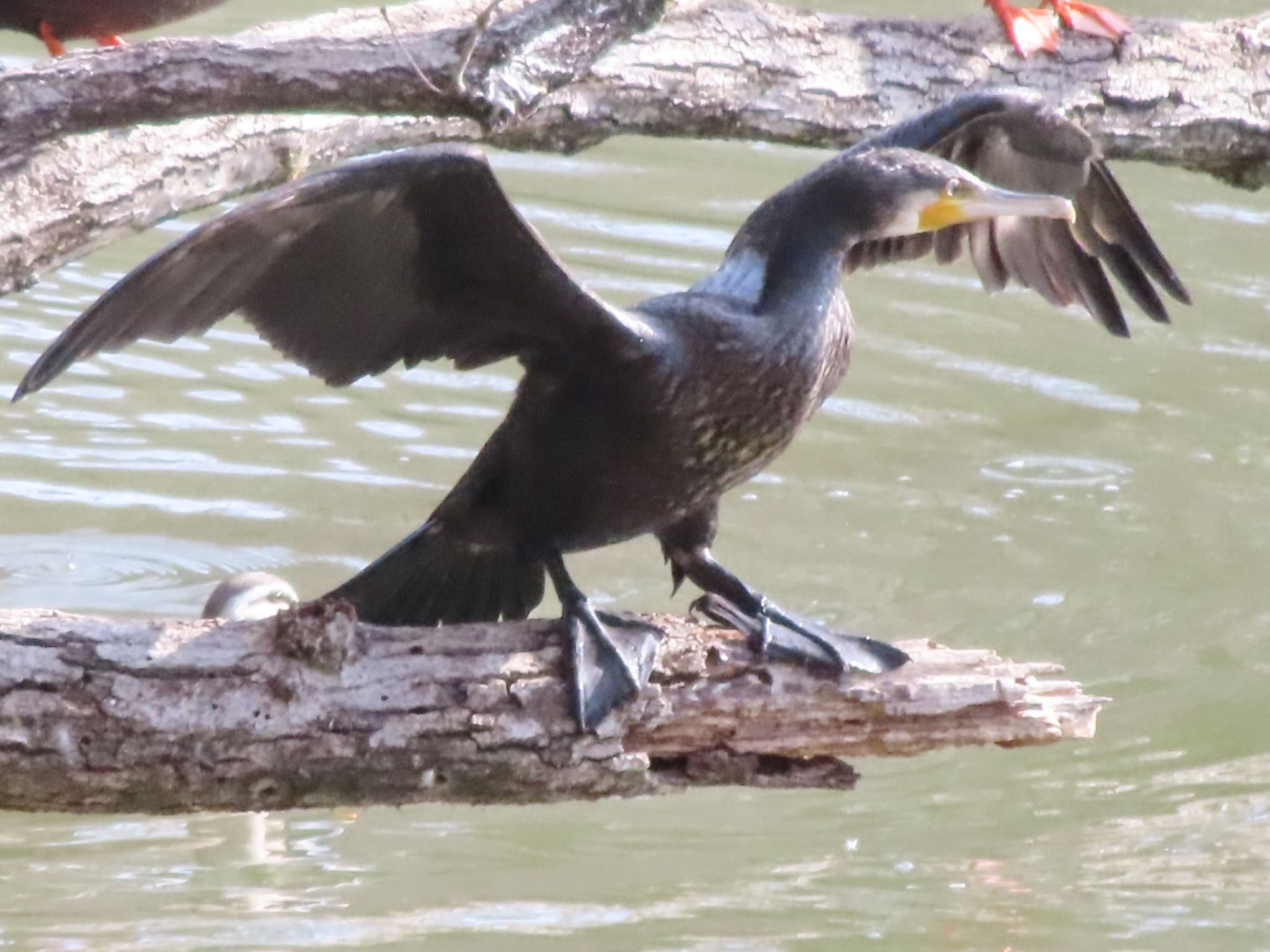 Great Cormorant