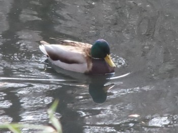 Mallard ぐんまこどもの国 Sun, 3/5/2023