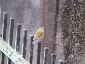 Red-flanked Bluetail ぐんまこどもの国 Sun, 3/5/2023