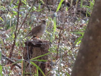 Pale Thrush ぐんまこどもの国 Sun, 3/5/2023