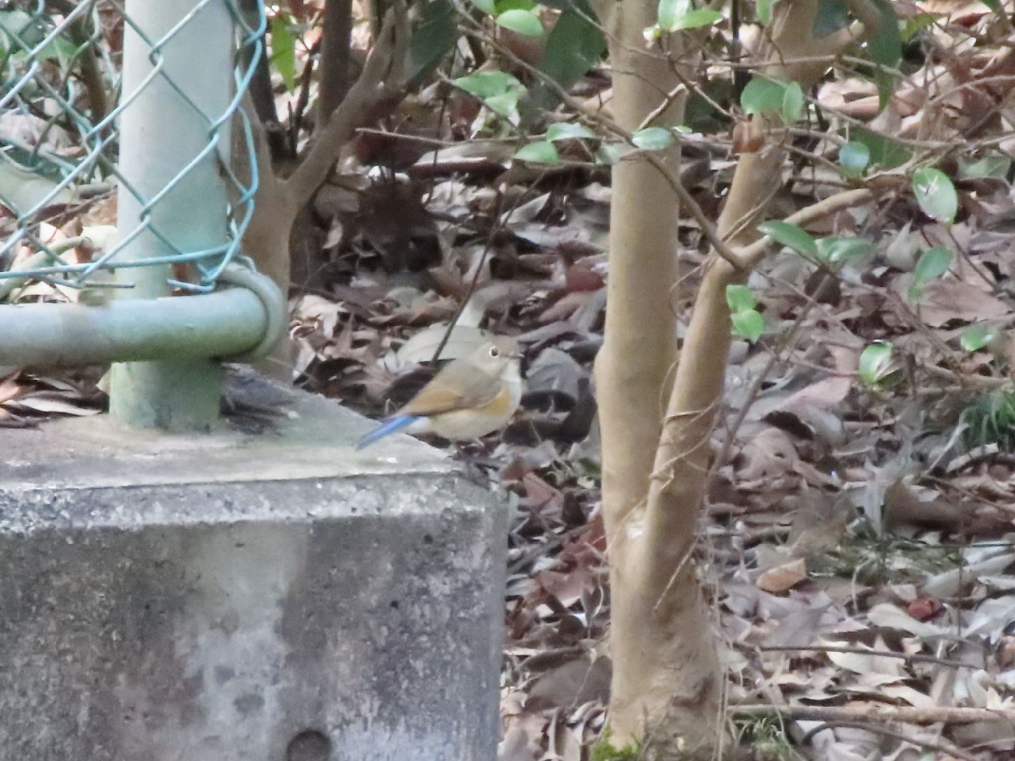 Red-flanked Bluetail