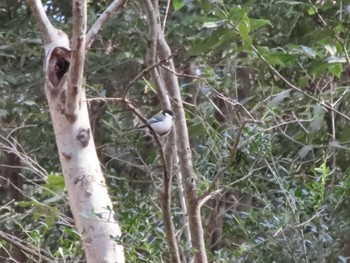 Japanese Tit ぐんまこどもの国 Sun, 3/5/2023