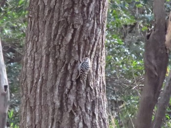 Japanese Pygmy Woodpecker ぐんまこどもの国 Sun, 3/5/2023