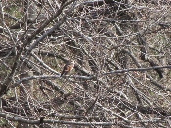 Meadow Bunting ぐんまこどもの国 Sun, 3/5/2023