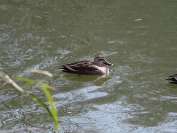 Eastern Spot-billed Duck ぐんまこどもの国 Sun, 3/5/2023