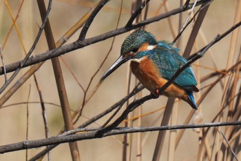 Common Kingfisher Shin-yokohama Park Sun, 2/26/2023