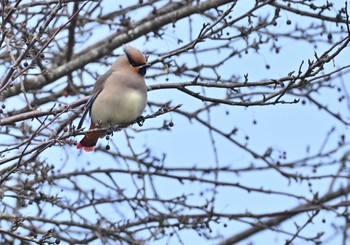 2023年3月5日(日) 山中湖の野鳥観察記録