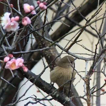 ジョウビタキ 生駒市小平尾町 2023年3月5日(日)