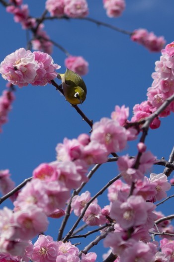 メジロ 和泉リサイクル環境公園 2023年3月5日(日)