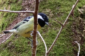 Yellow-bellied Tit 小幡緑地 Sun, 3/5/2023