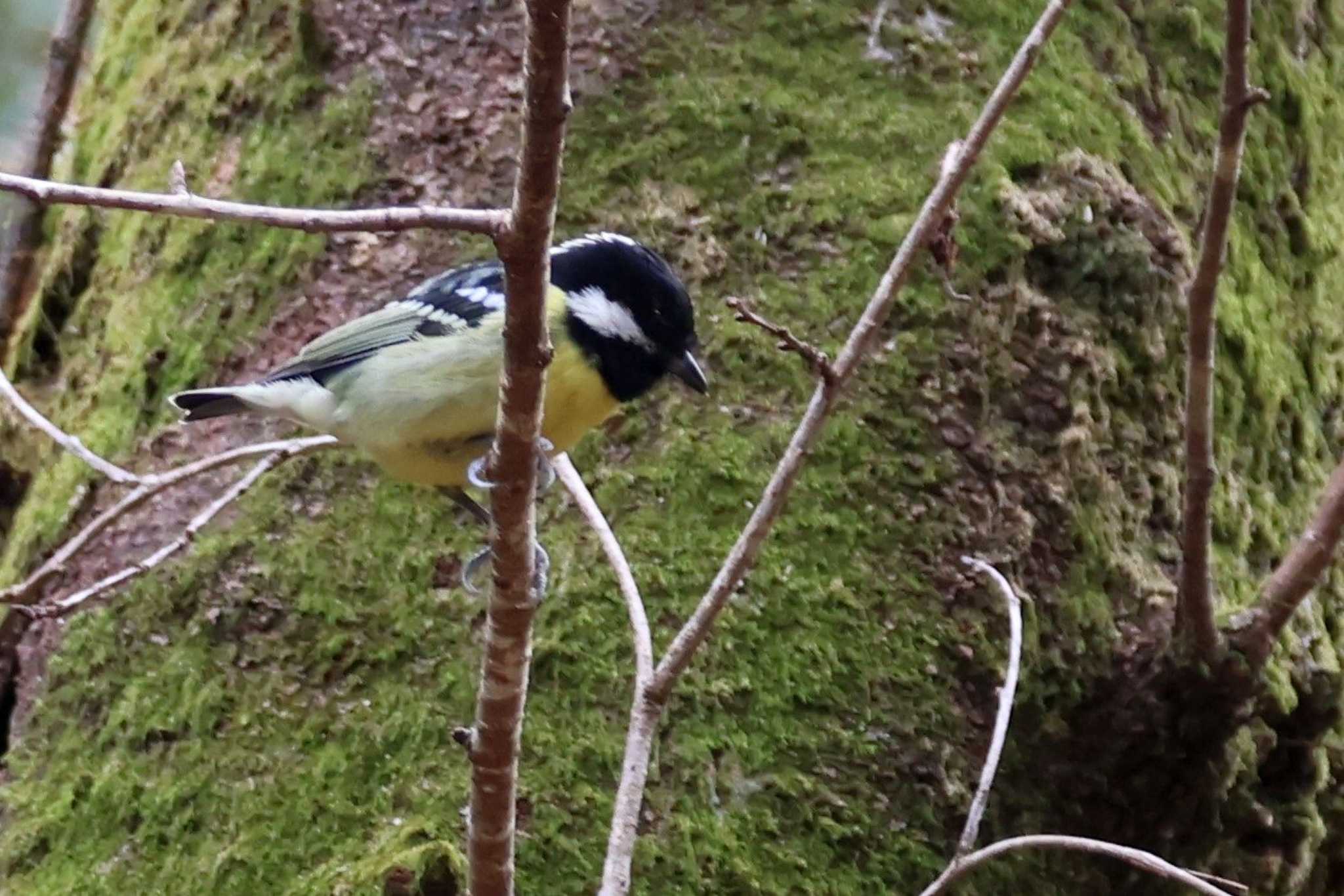 Yellow-bellied Tit