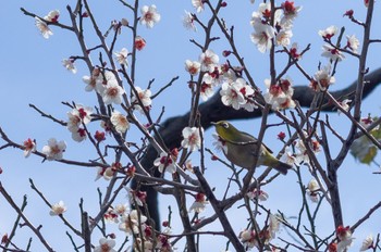 Warbling White-eye 和泉リサイクル環境公園 Sun, 3/5/2023