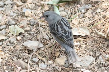 クロジ 場所が不明 撮影日未設定