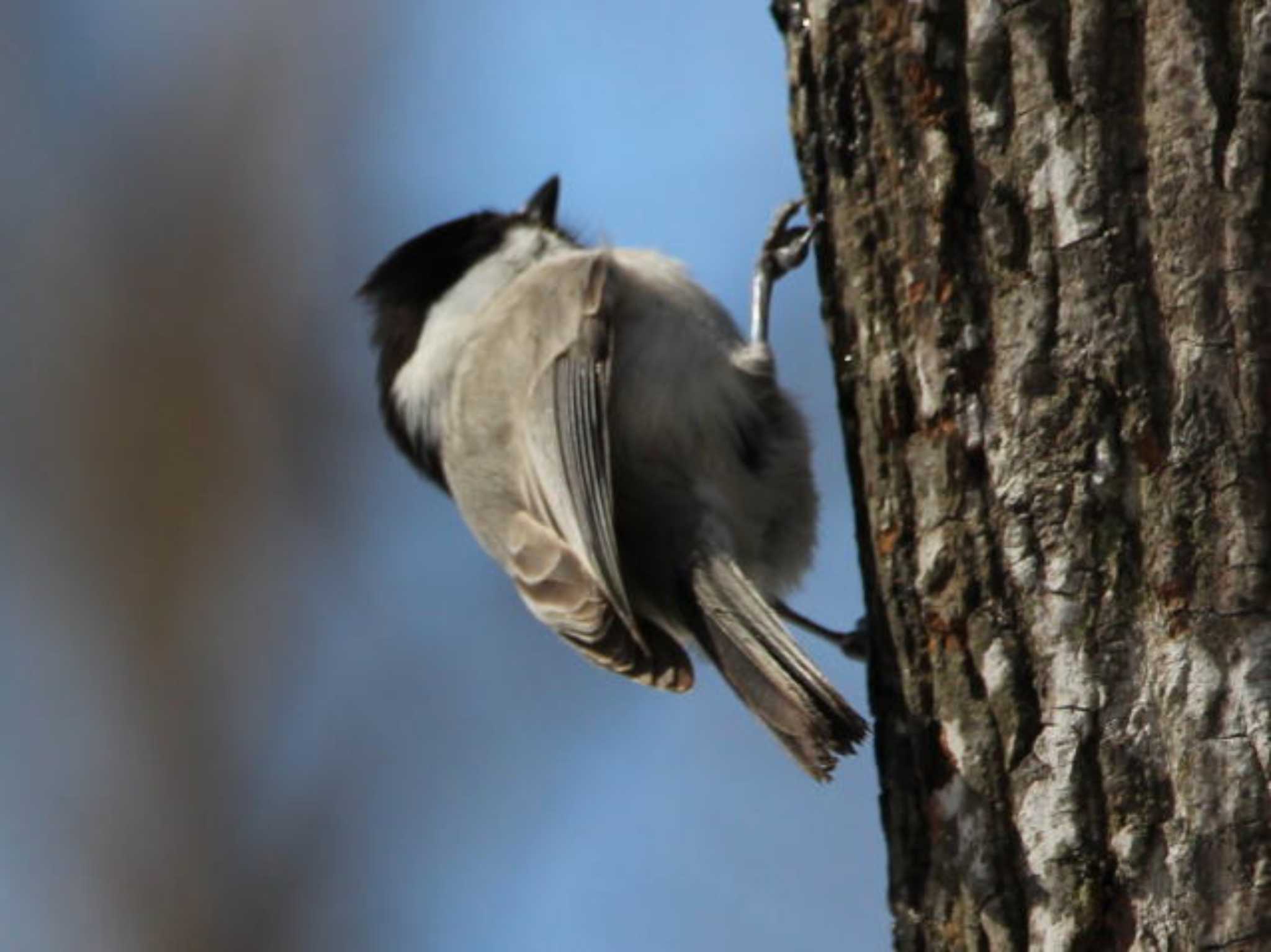 野幌森林公園 ハシブトガラの写真