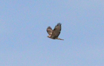 2023年3月1日(水) 荒川河川敷(熊谷市)の野鳥観察記録