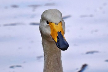 オオハクチョウ 千葉市昭和の森公園 2023年3月4日(土)