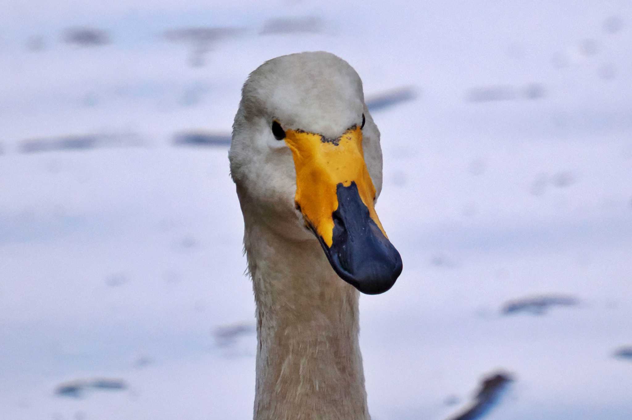 千葉市昭和の森公園 オオハクチョウの写真 by 藤原奏冥