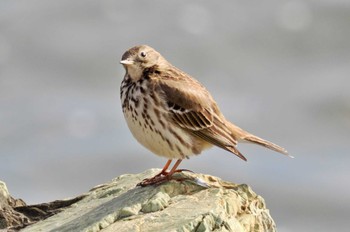 タヒバリ 荒川・砂町水辺公園(東京都江東区) 2023年3月3日(金)