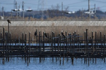 ミサゴ 稲敷市 2023年2月27日(月)