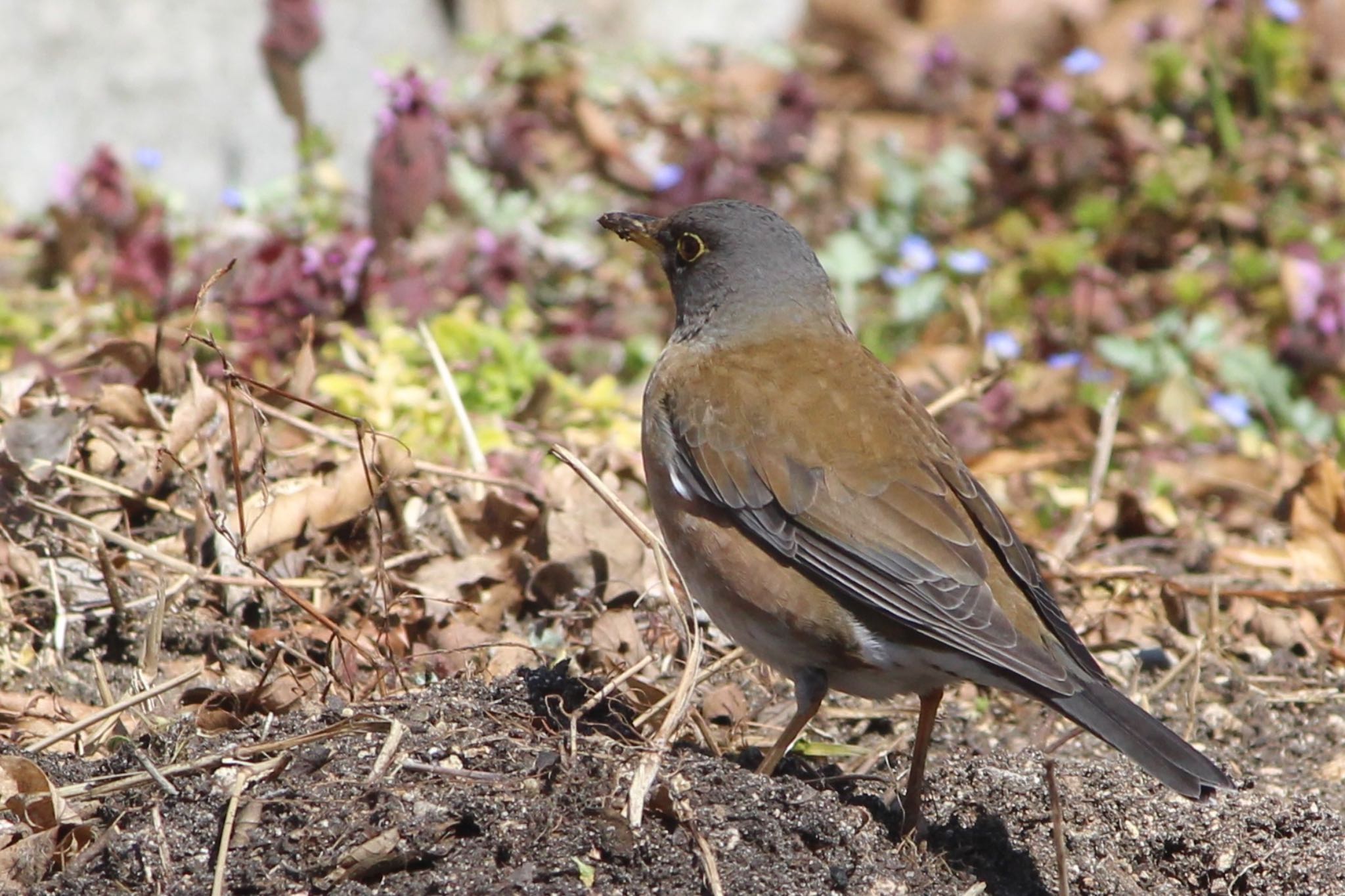 Pale Thrush