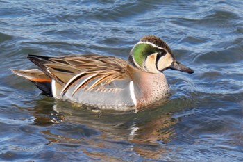 Baikal Teal 狭山湖 Sat, 2/25/2023