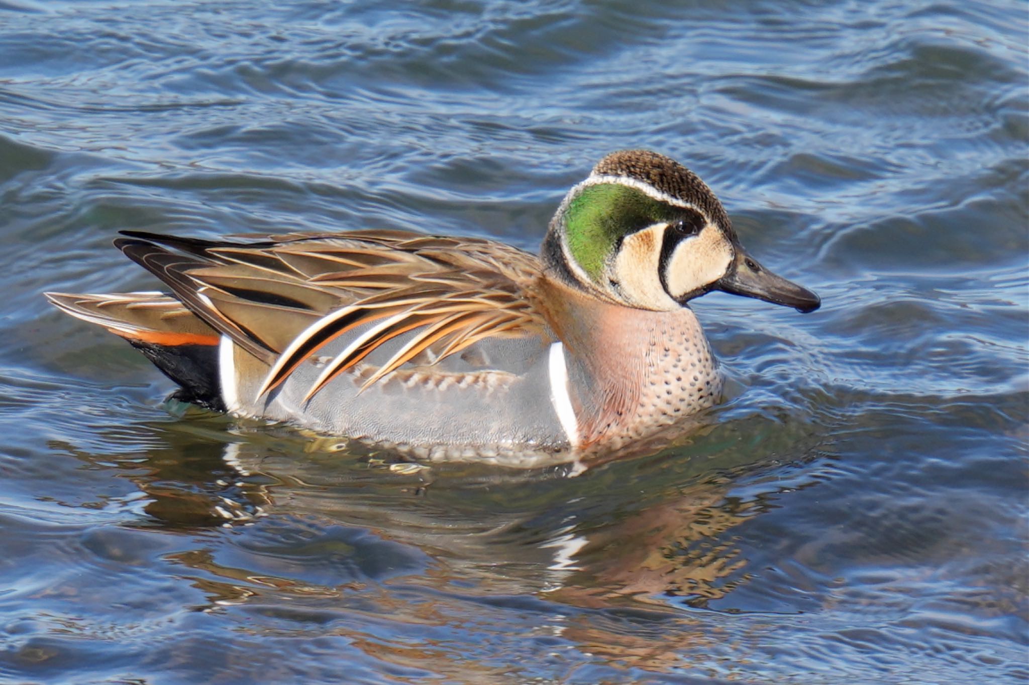 Photo of Baikal Teal at 狭山湖 by アポちん