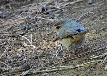 Dusky Warbler 草加公園 Sat, 3/4/2023