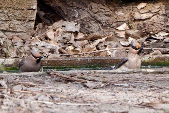 ヒレンジャク 秋ヶ瀬公園(野鳥の森) 2023年3月5日(日)