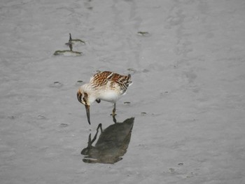 Broad-billed Sandpiper 愛知県西尾市 Sat, 9/11/2021