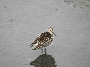 Broad-billed Sandpiper 愛知県西尾市 Sat, 9/11/2021